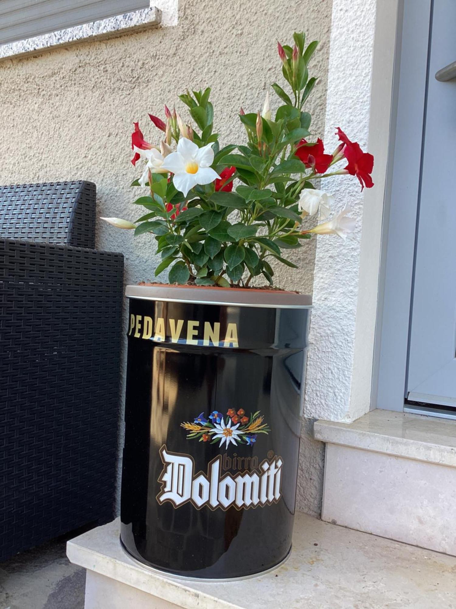 Appartement La Stella Delle Dolomiti à Pedavena Extérieur photo